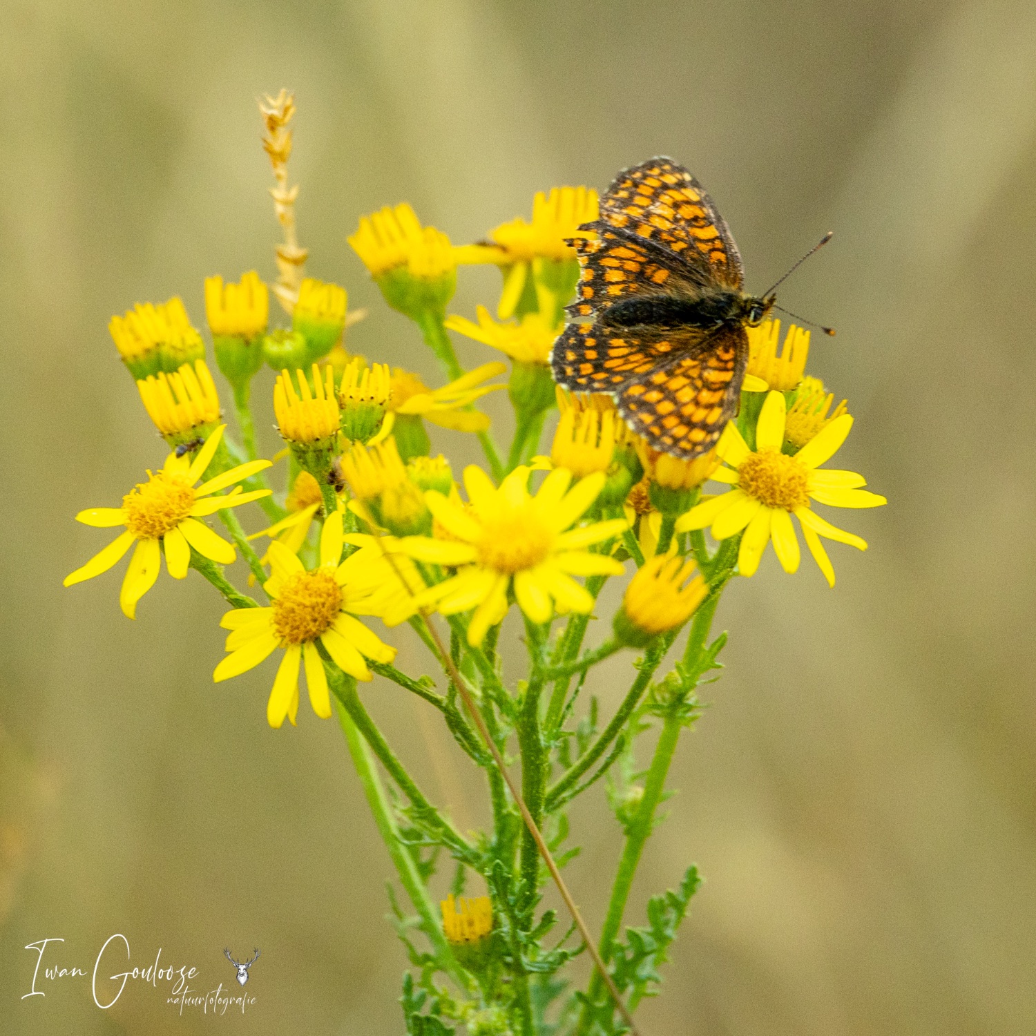 24 juni 2023 210442  R2A2676